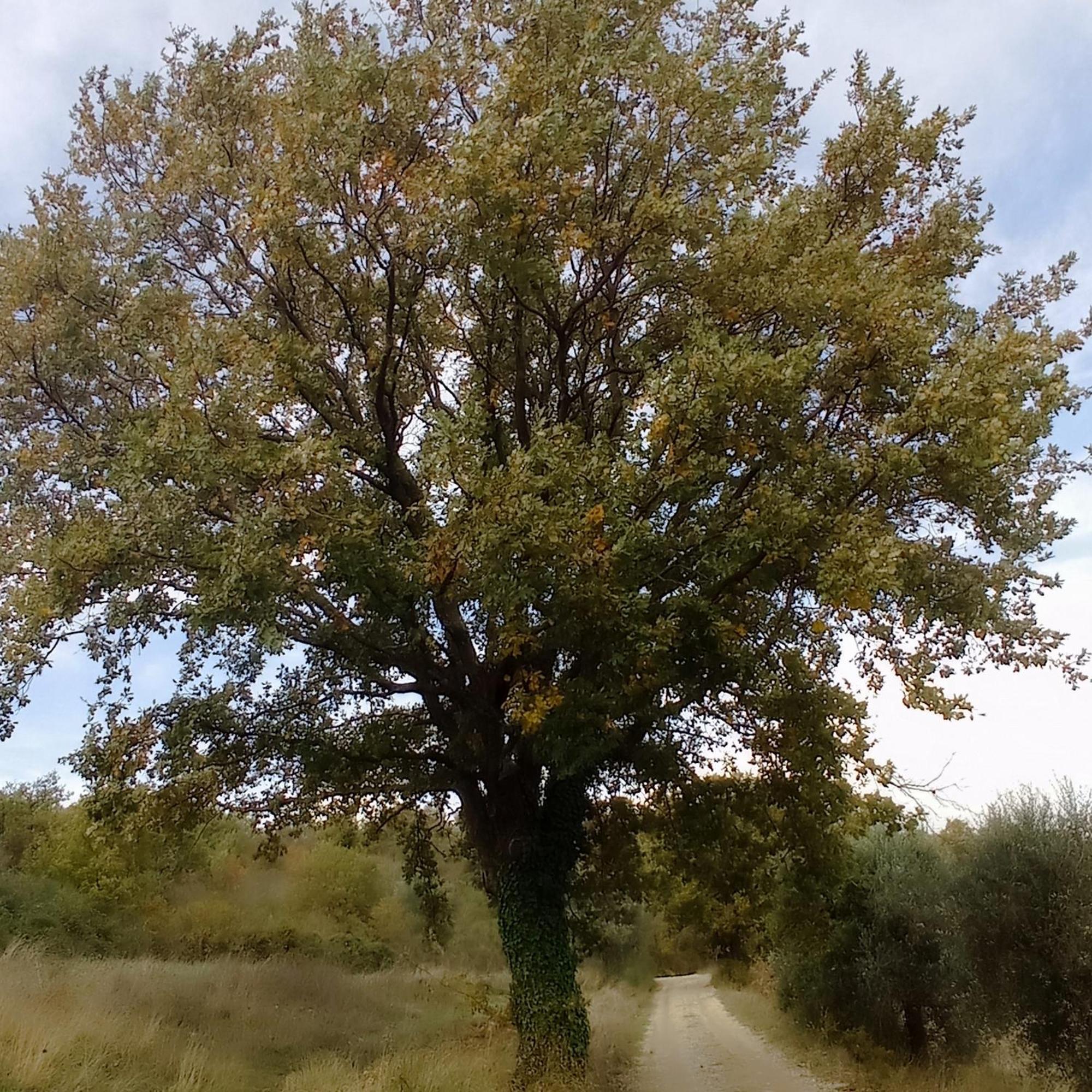 B&B Casale Ormano San Venanzo ภายนอก รูปภาพ
